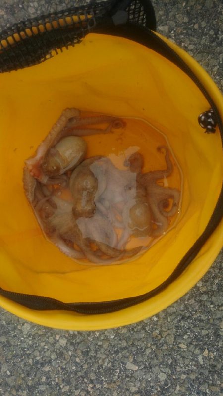 タコ釣れました❗