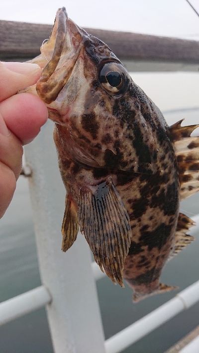 南港サバ&ガシラ&メバル