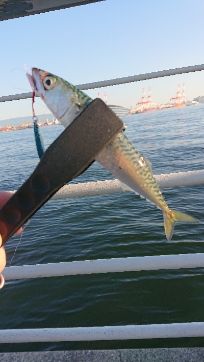 サバリング南港