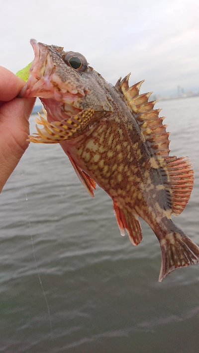 ガシリング南港