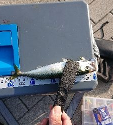 南港サバリング