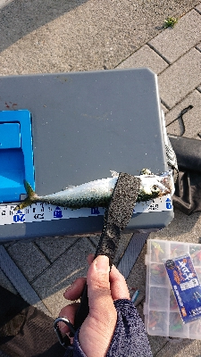 南港サバリング