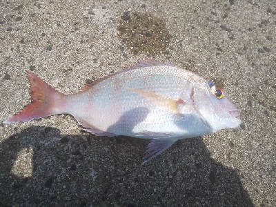 久しぶりの投稿