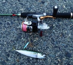 大物不発、小サバ祭り