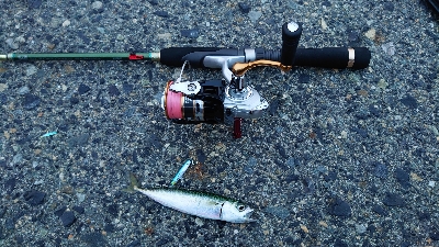 大物不発、小サバ祭り