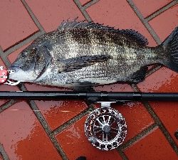 イガイ団子で真チヌ