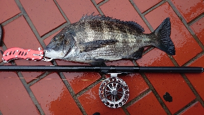 イガイ団子で真チヌ