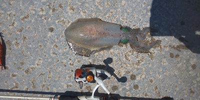 アオリイカ何とか一杯