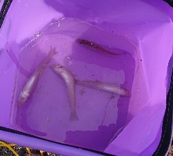 青物不発からのキス釣り