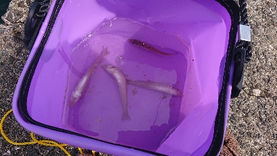 青物不発からのキス釣り