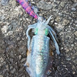 おまけ付きで。