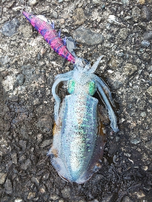 おまけ付きで。