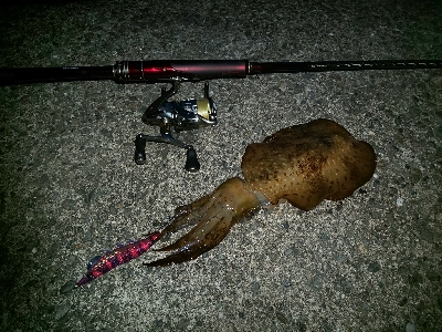 秋イカ早くも始まりかな。