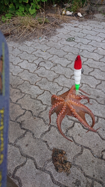 タコチャレンジ3度目の正直