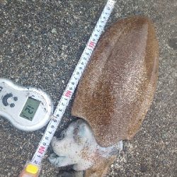 剣、紋、蛸、頭