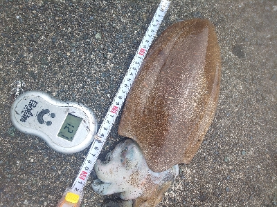 剣、紋、蛸、頭