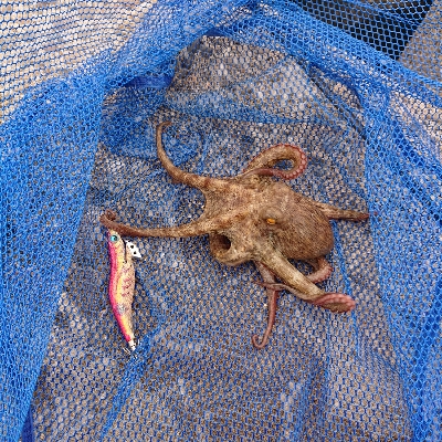 イカを釣りに行ったんですけど…