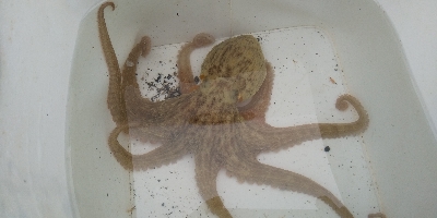 今日は大潮っす！