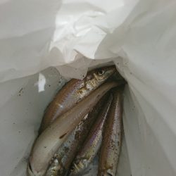 紀北サーフでキス