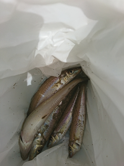 紀北サーフでキス