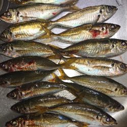 アジのサイズが上がらない