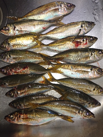 アジのサイズが上がらない