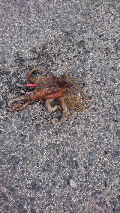 タコ１キロ級初ゲット