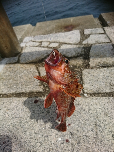 ちょい投げリリース5種盛り合わせ(;´д｀…