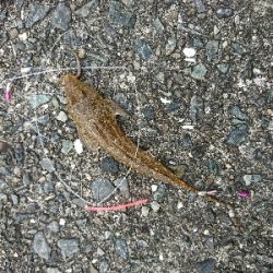 キスからのヒラメ…不発弾(゜ロ゜;