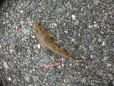 キスからのヒラメ…不発弾(゜ロ゜;