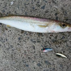 今年初の尺超えカマスをルアーでゲット！！