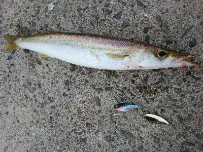 今年初の尺超えカマスをルアーでゲット 鹿児島 長島 その他ルアー釣り カマス 陸っぱり 釣り 魚釣り 釣果情報サイト カンパリ