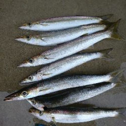 カマス祭りに遭遇！！おまけにアジも！！