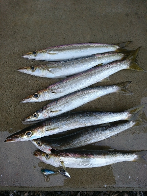 カマス祭りに遭遇！！おまけにアジも！！
