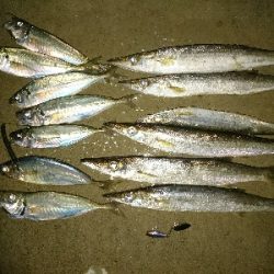 平日の夕方カマス&アジング釣行！！