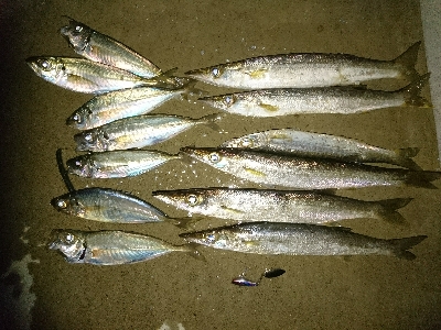 平日の夕方カマス&アジング釣行！！