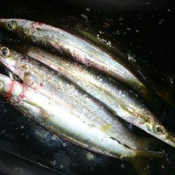 暴風雨の朝マズメに堤防カマス釣果!!