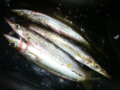 暴風雨の朝マズメに堤防カマス釣果！！