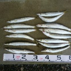 朝マズメの尺超えカマス入れ食い!!