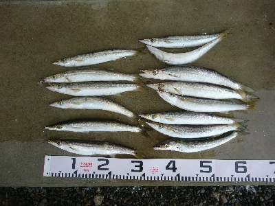 朝マズメの尺超えカマス入れ食い！！