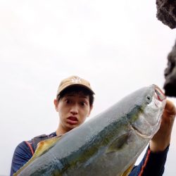 ハマチ、ヒラマサ回遊