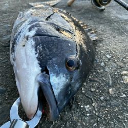 小鯖釣りが＼(^^)／