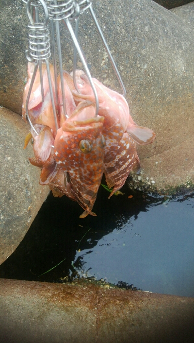 ヒラメ狙いで、キジハタ5匹！