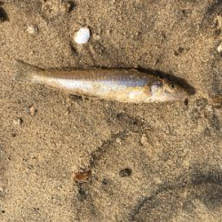 チョイ投げキス