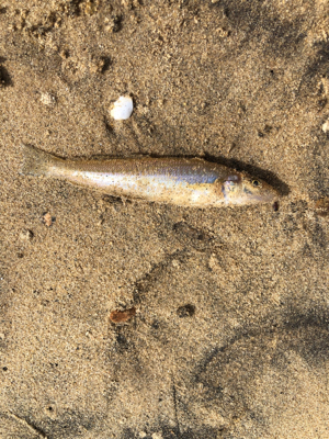 チョイ投げキス