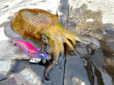 今年初のアオリイカ