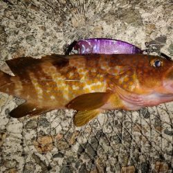 キジハタとメバル？