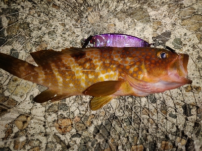 キジハタとメバル？