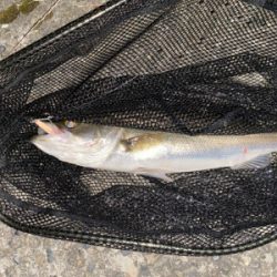 ハクパターン？