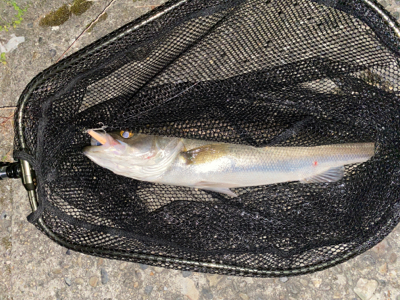 ハクパターン？